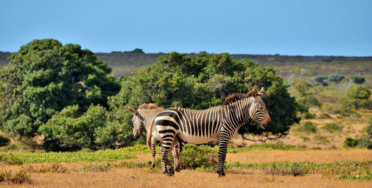 De Hoop Collection Suites De Hoop Nature Reserve Екстер'єр фото